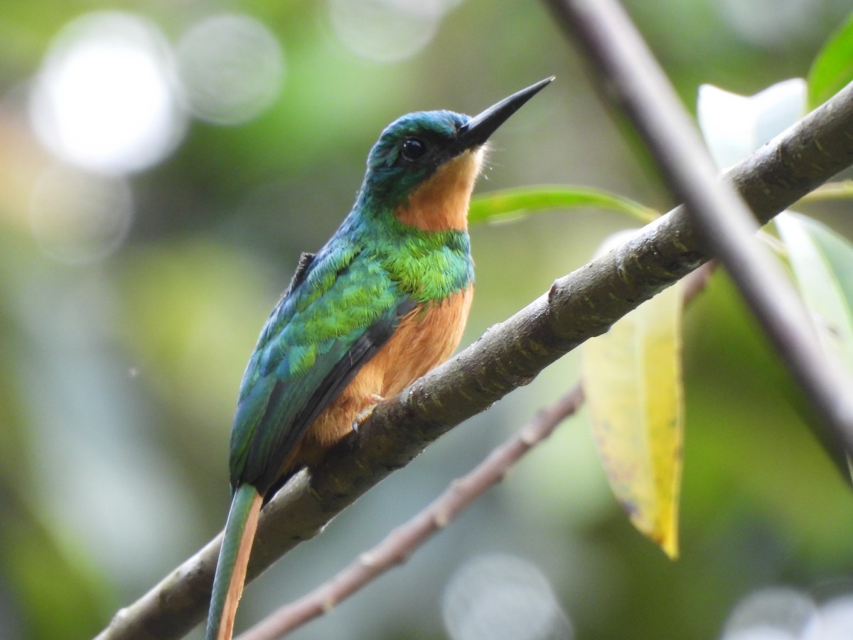 Рыжехвостая якамара - ML646155973