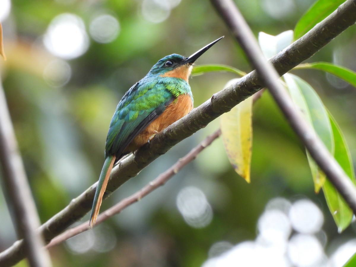 Рыжехвостая якамара - ML646155974