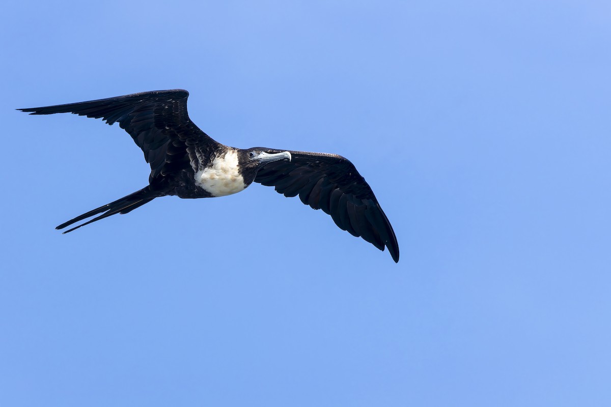 Великолепный фрегат - ML646155975