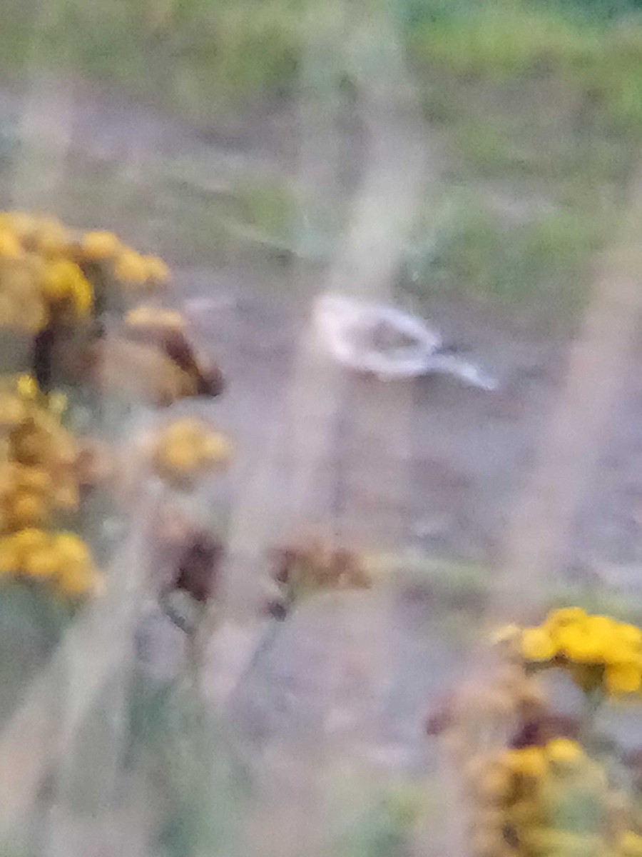 Snow Bunting - ML646155976