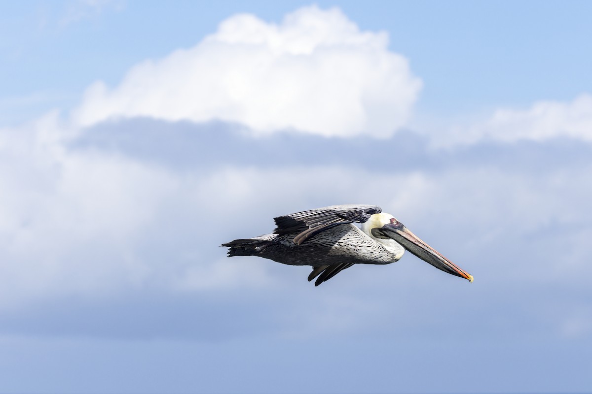 Бурый пеликан (urinator) - ML646155977