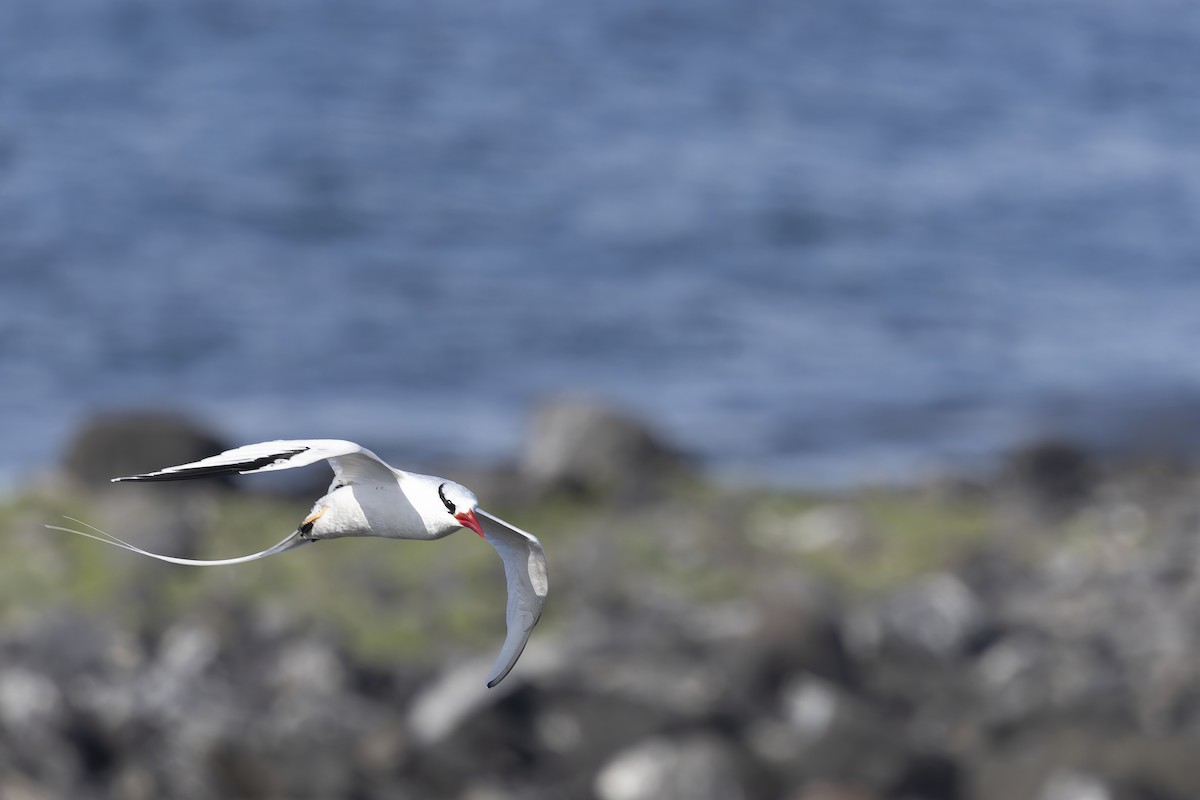 Красноклювый фаэтон - ML646155979