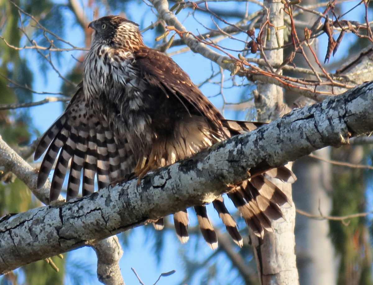 Куперов ястреб - ML646155981