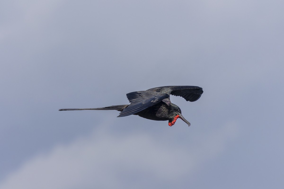 Великолепный фрегат - ML646155982