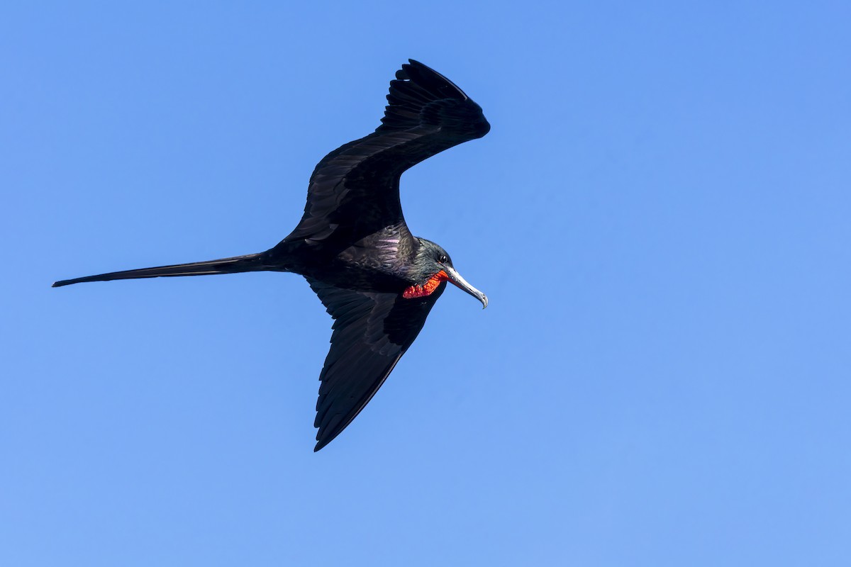 Великолепный фрегат - ML646155983