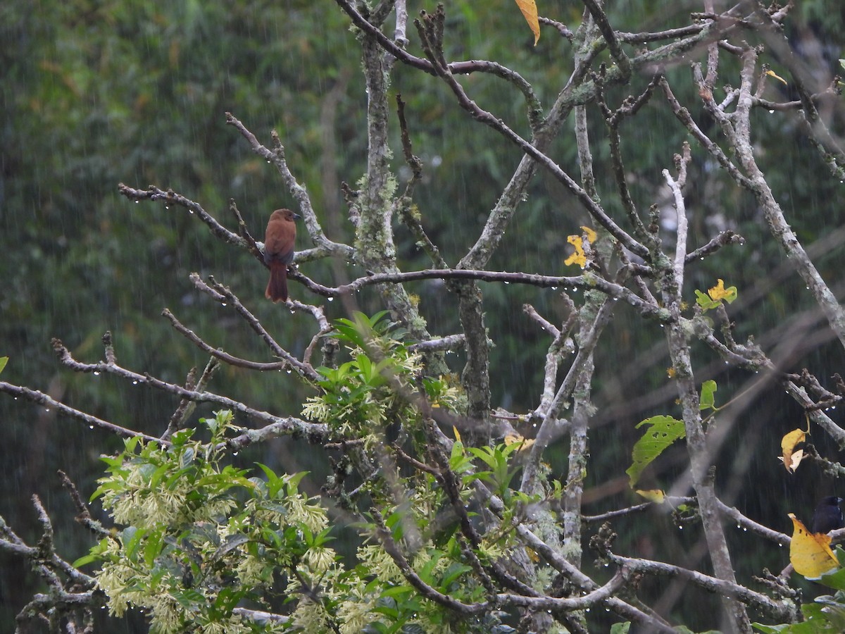 Чёрная танагра - ML646155984