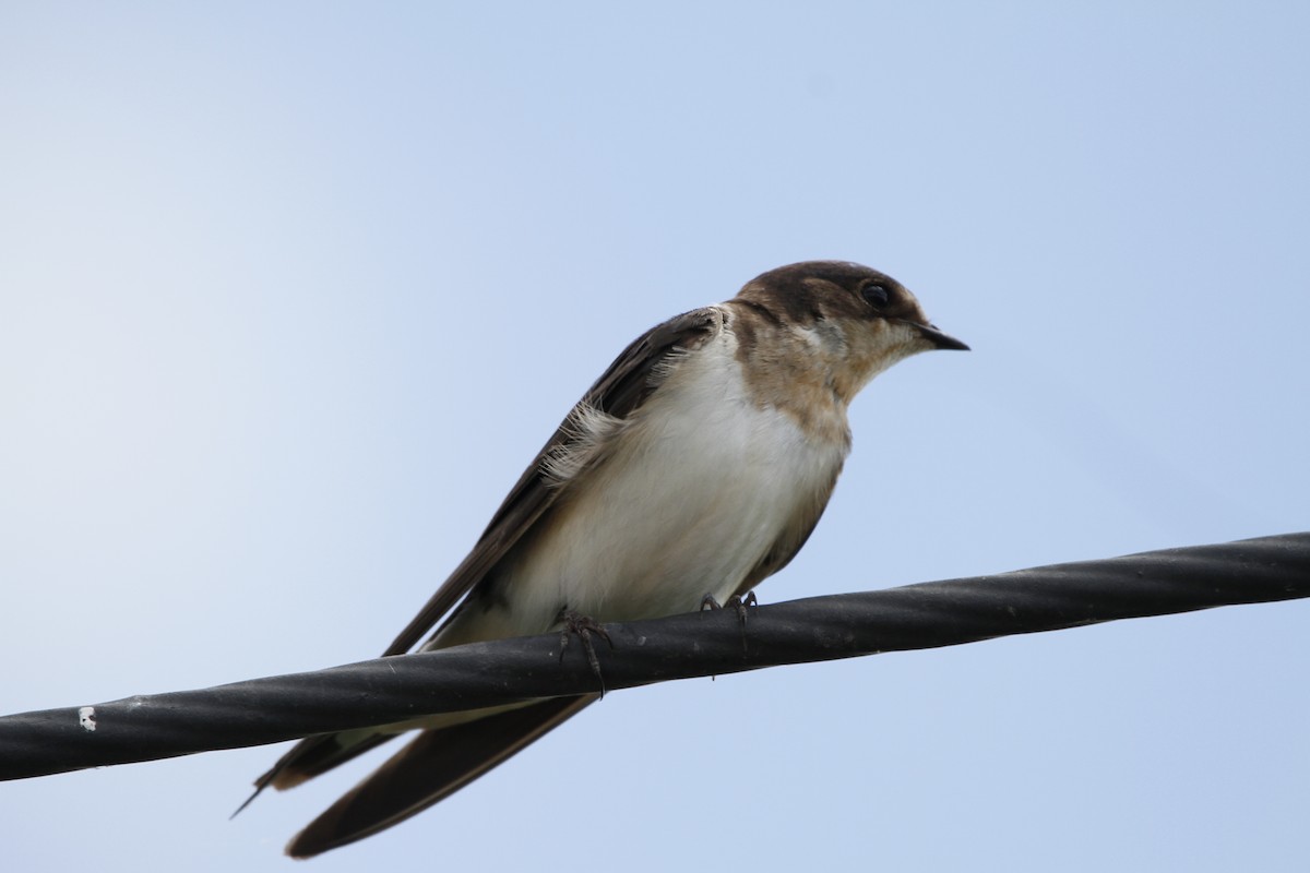 Буроватая ласточка - ML646155985