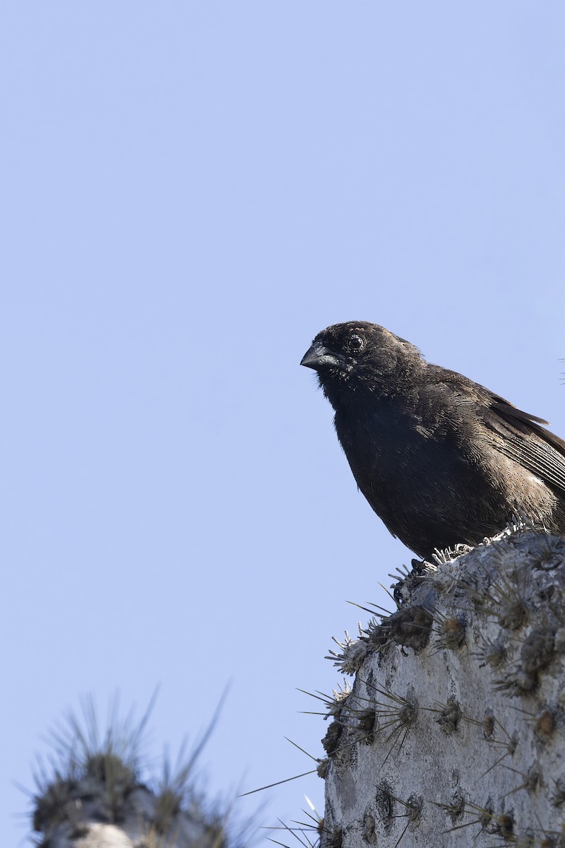 Малый галапагосский вьюрок - ML646155990