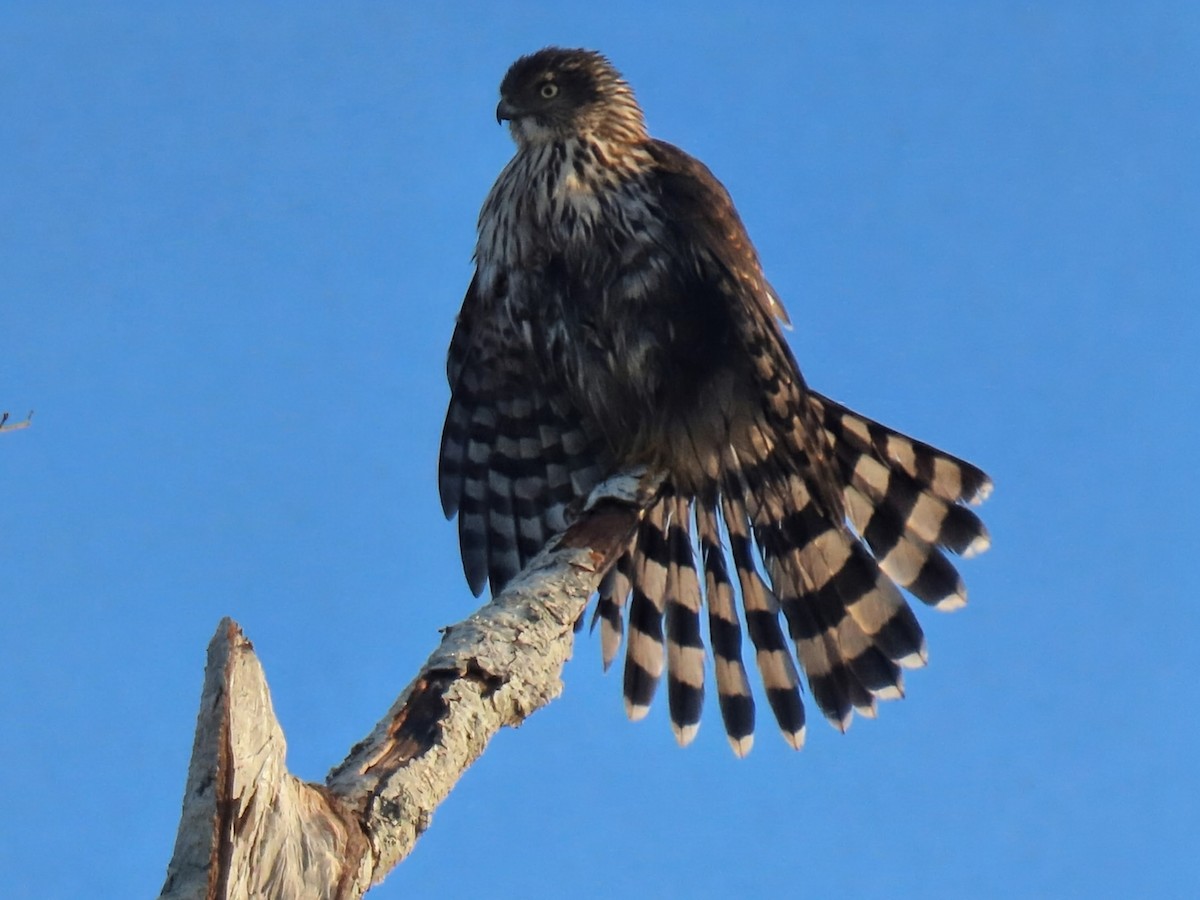 Куперов ястреб - ML646155991