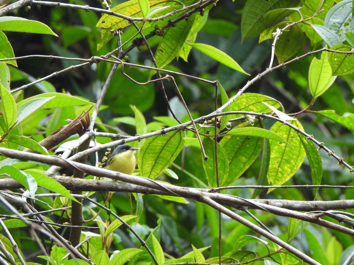 Желтобрюхий тоди-мухолов - ML646155992