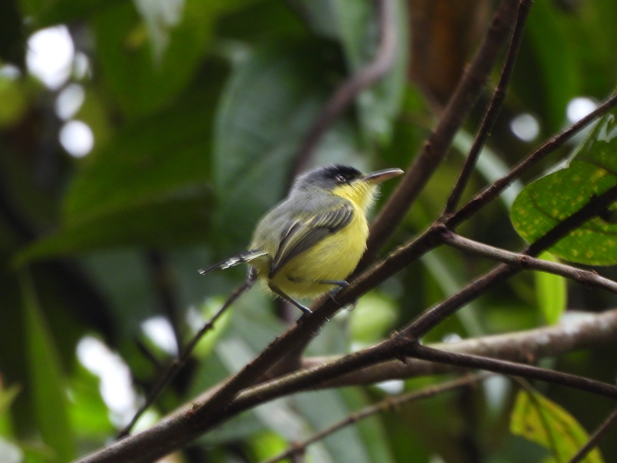 Желтобрюхий тоди-мухолов - ML646155993