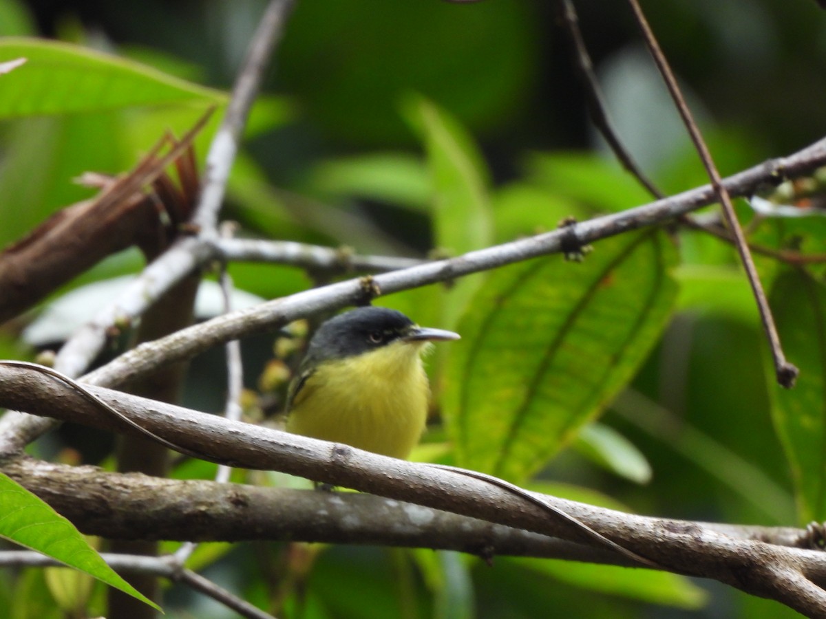 Желтобрюхий тоди-мухолов - ML646155994