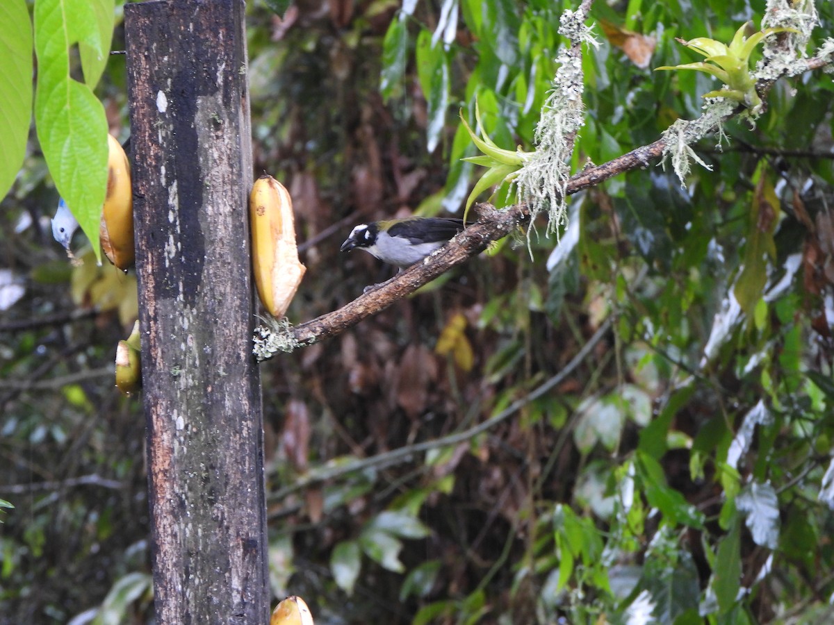 Чернокрылый сальтатор - ML646155995
