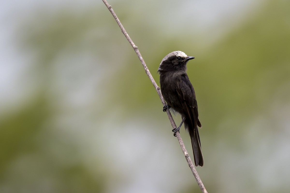 Длиннохвостая колония - ML646155996