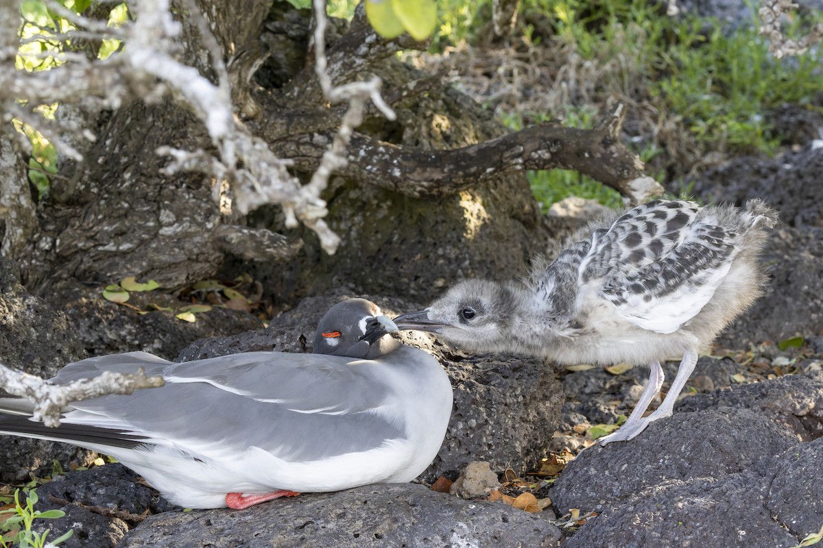 Галапагосская чайка - ML646155998