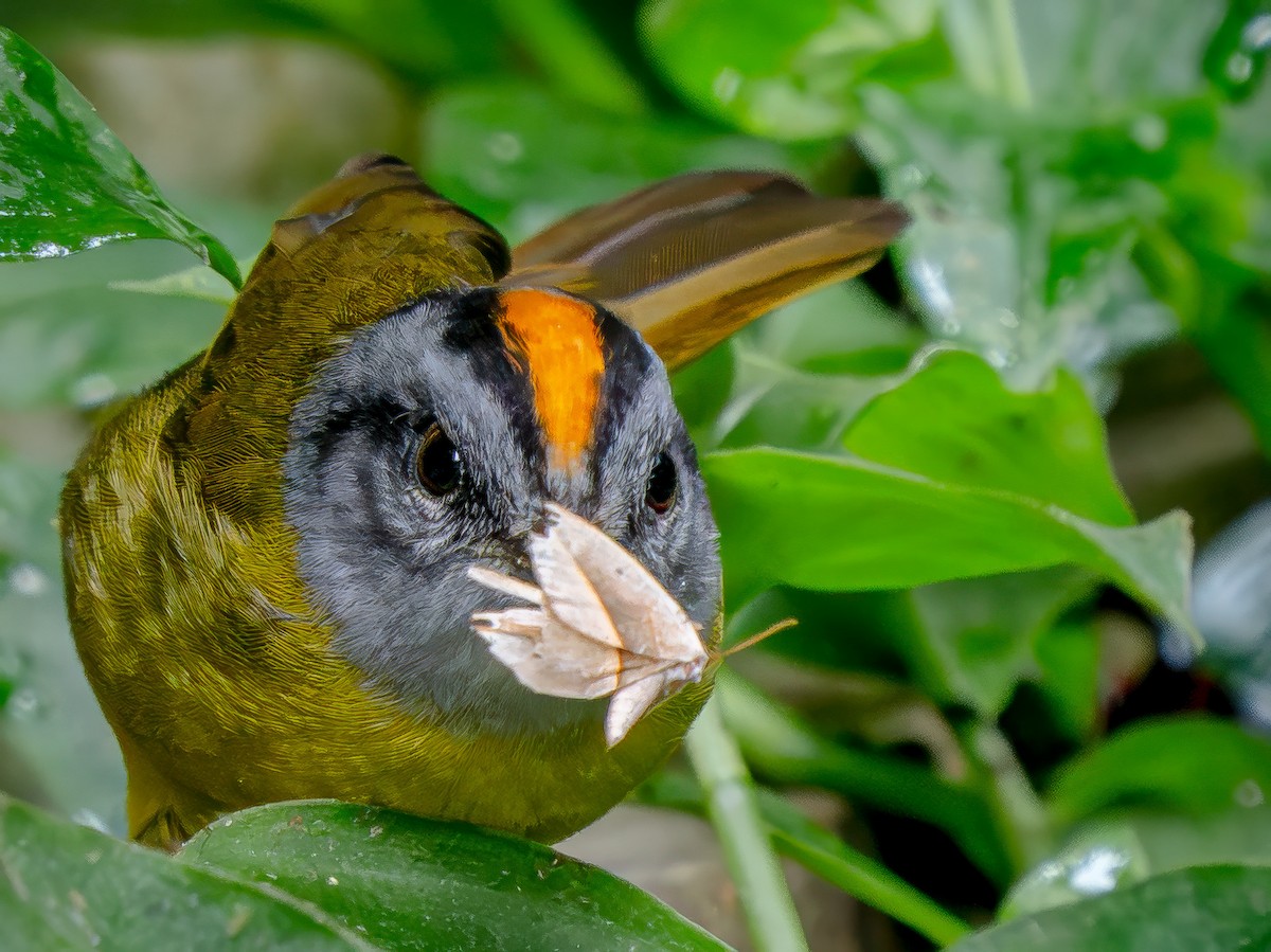 Корольковый певун - ML646156002