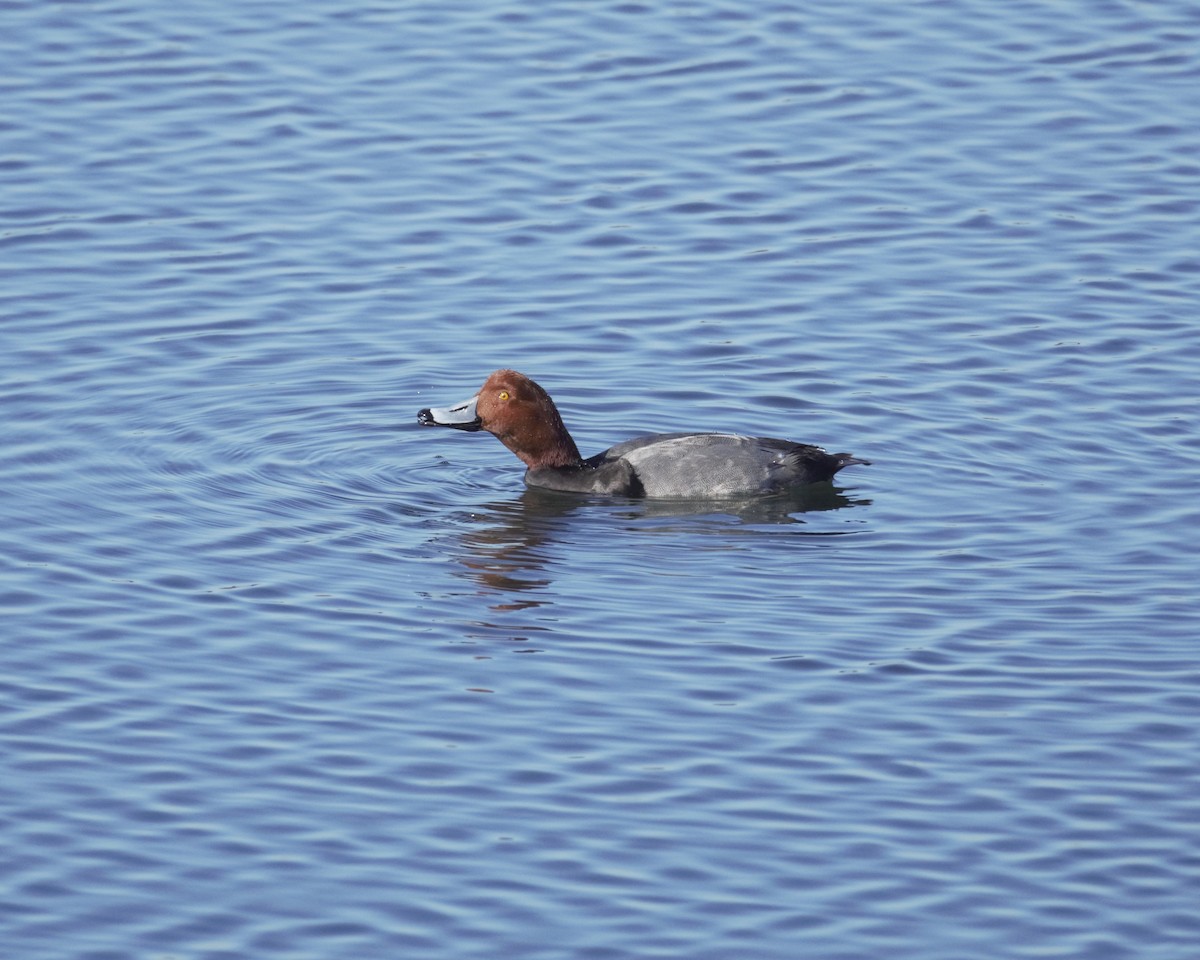 Американский нырок - ML646156004