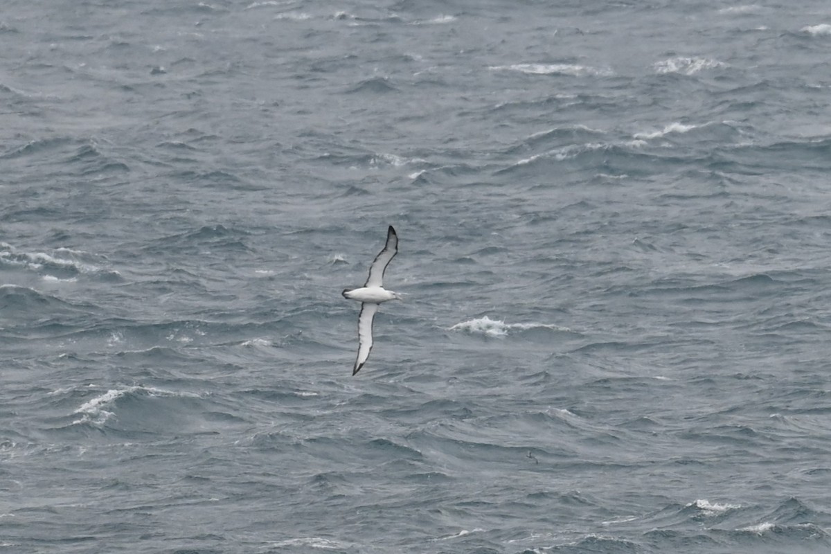 Белошапочный альбатрос - ML646156006