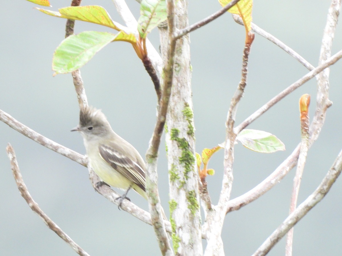 Желтобрюхая эления - ML646156007