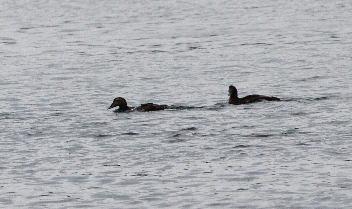 Гага - ML646156008