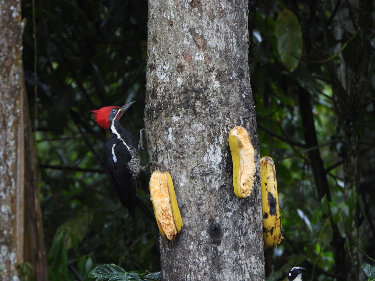 Полосатая желна - ML646156009