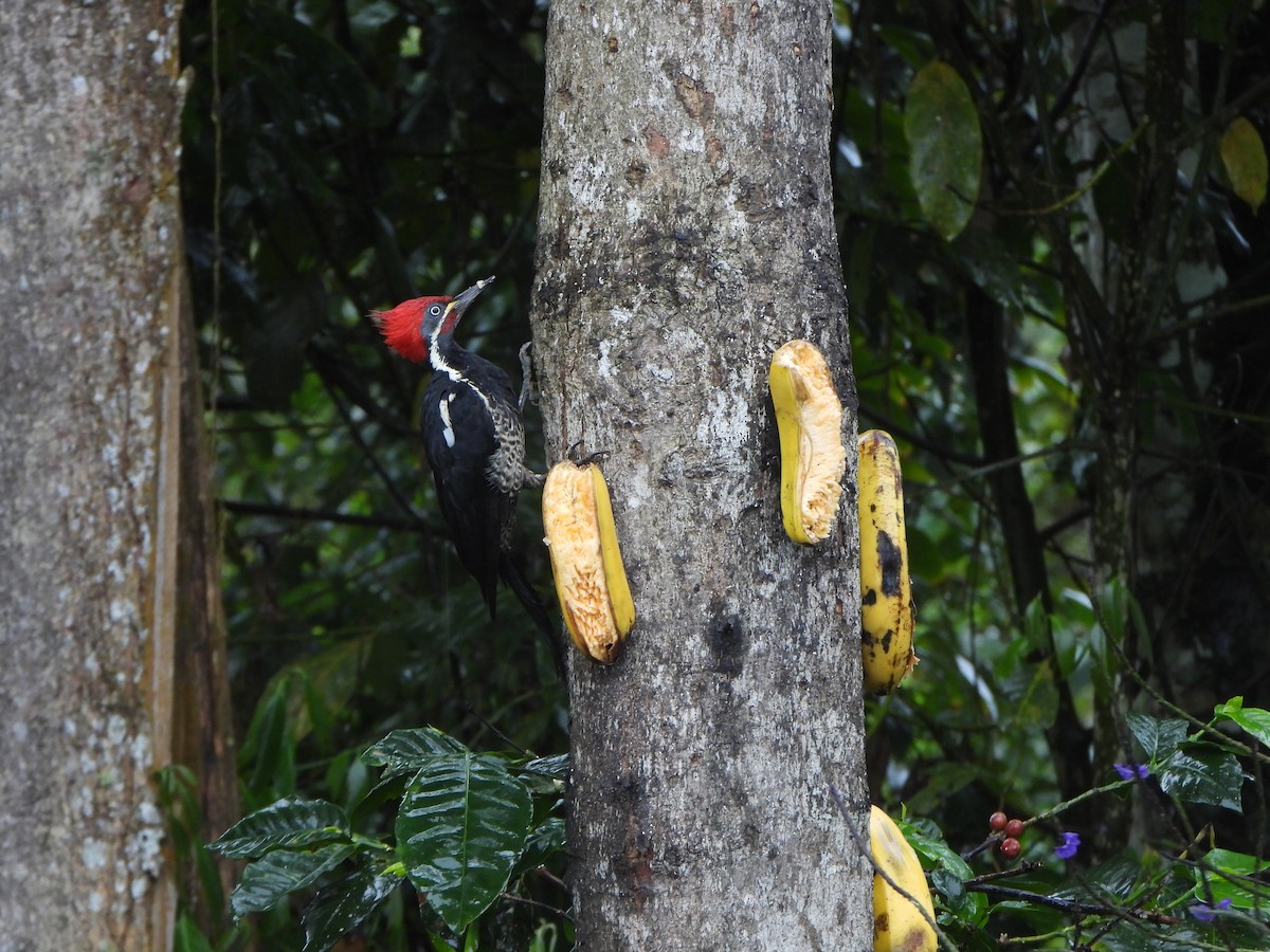 Полосатая желна - ML646156010