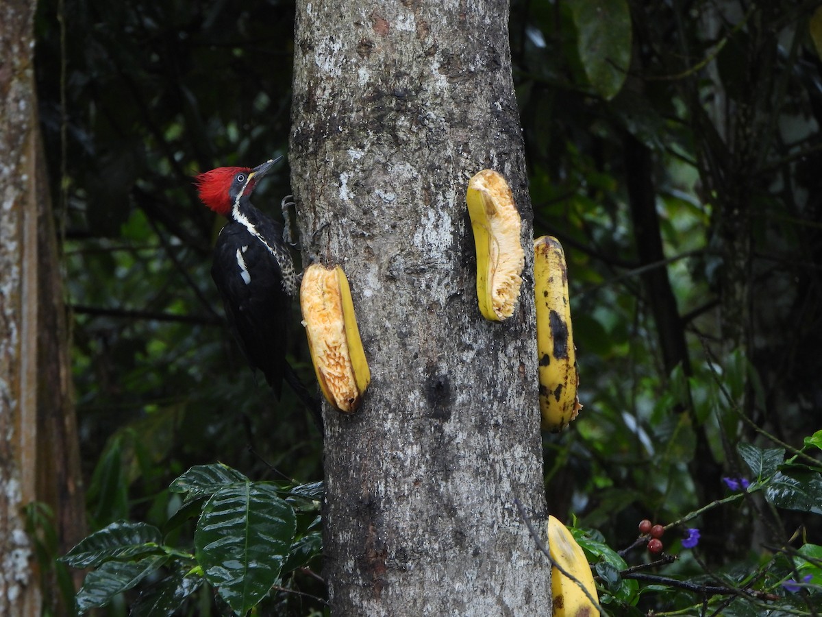 Полосатая желна - ML646156012