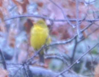 Желтоплечая пиранга - ML646156015