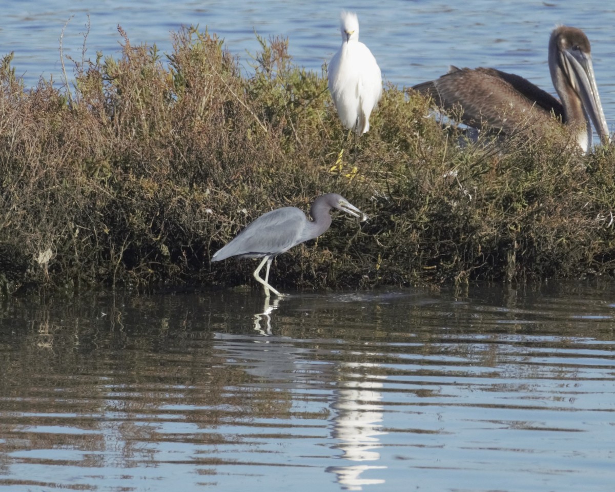 Малая голубая цапля - ML646156023