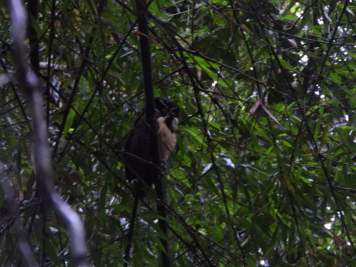 Очковая неясыть - ML646156024