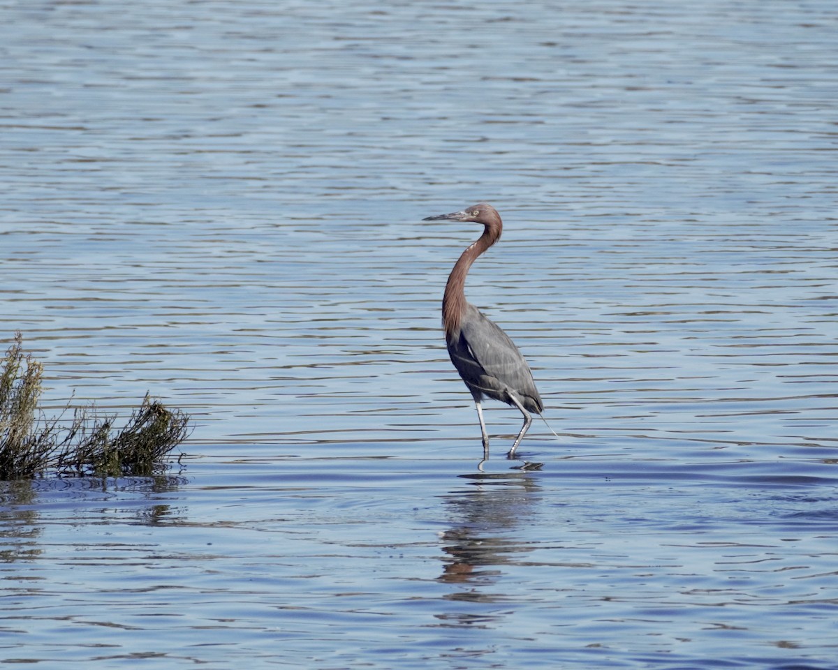 Reddish Egret - ML646156033