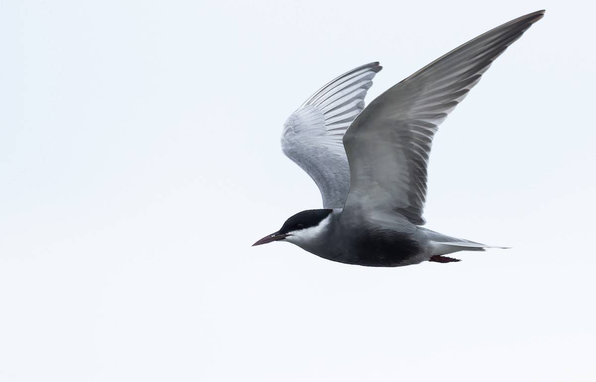 hvitkinnsvartterne - ML646156035