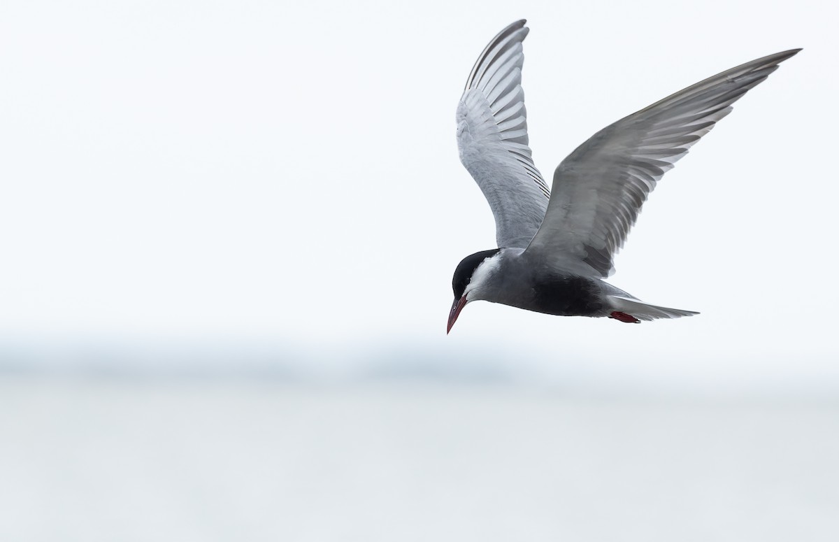 hvitkinnsvartterne - ML646156036