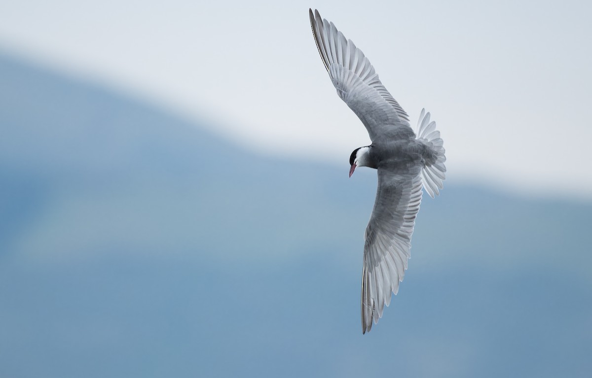 hvitkinnsvartterne - ML646156038