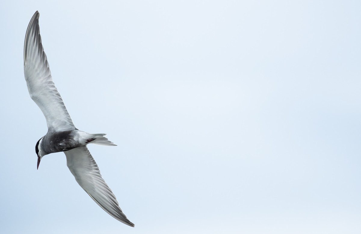 hvitkinnsvartterne - ML646156039