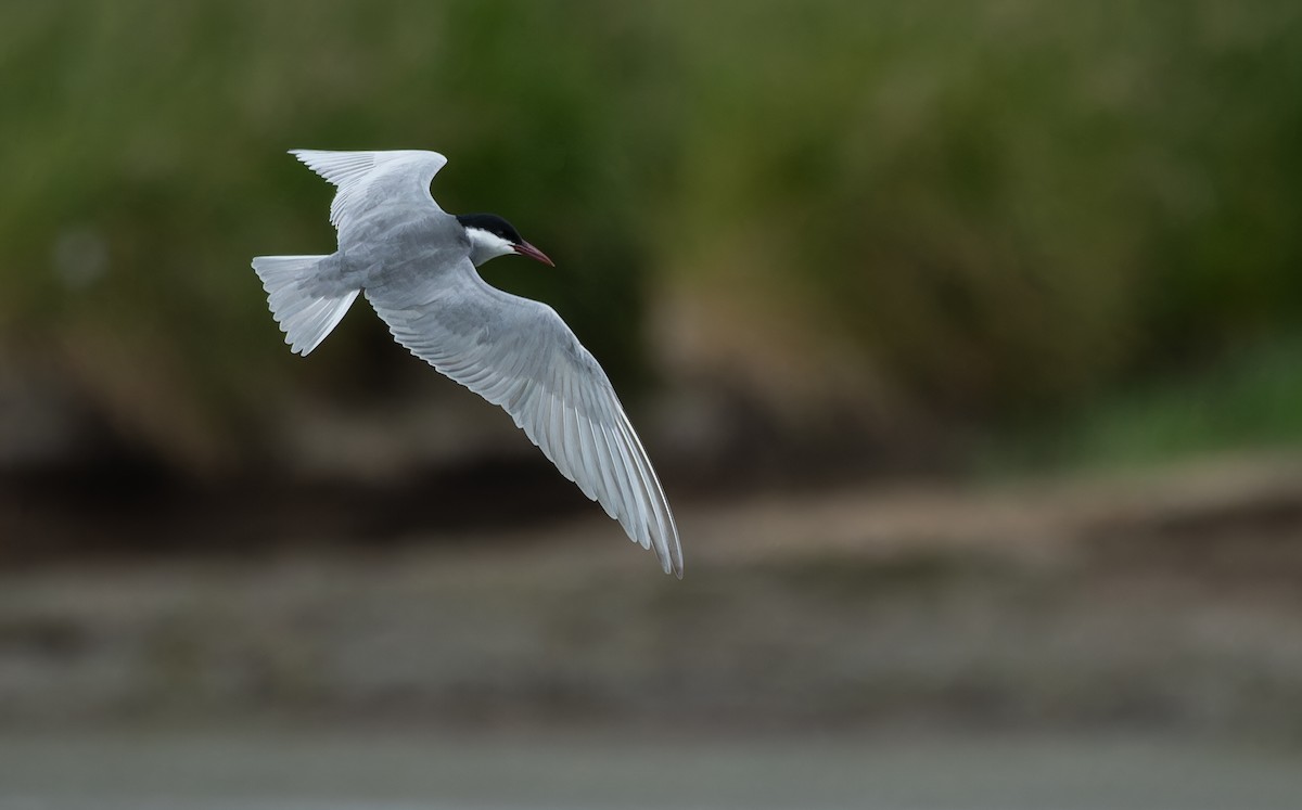 クロハラアジサシ - ML646156050