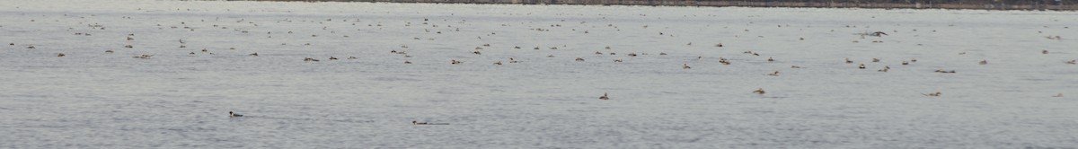 コオリガモ - ML646156051