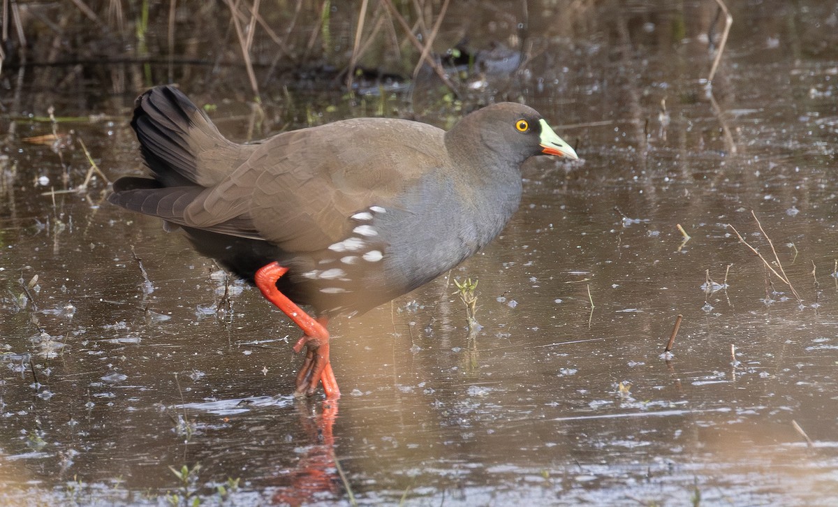 オグロバン - ML646156052