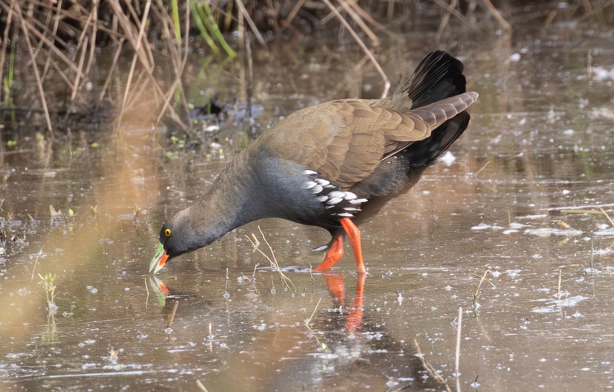 オグロバン - ML646156053