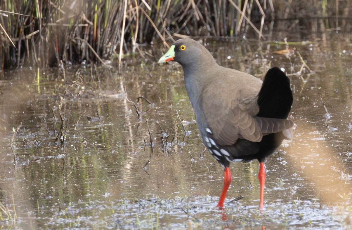 オグロバン - ML646156054