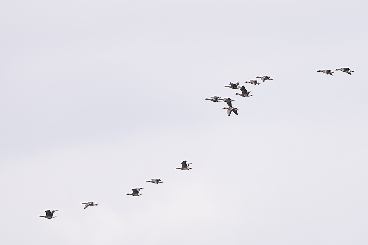 マガン - ML646156057