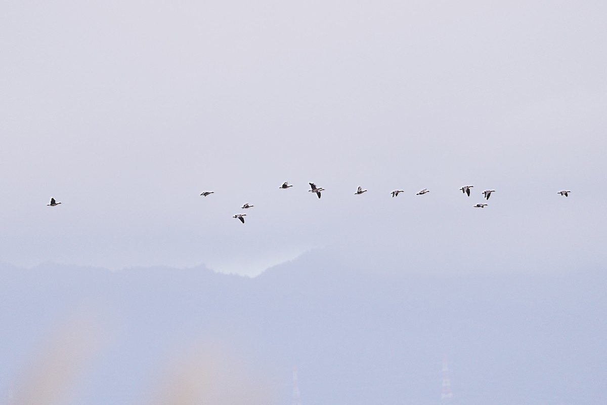 マガン - ML646156058