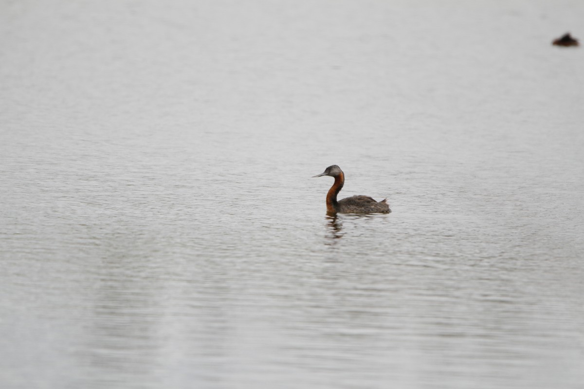 オオカイツブリ - ML646156059