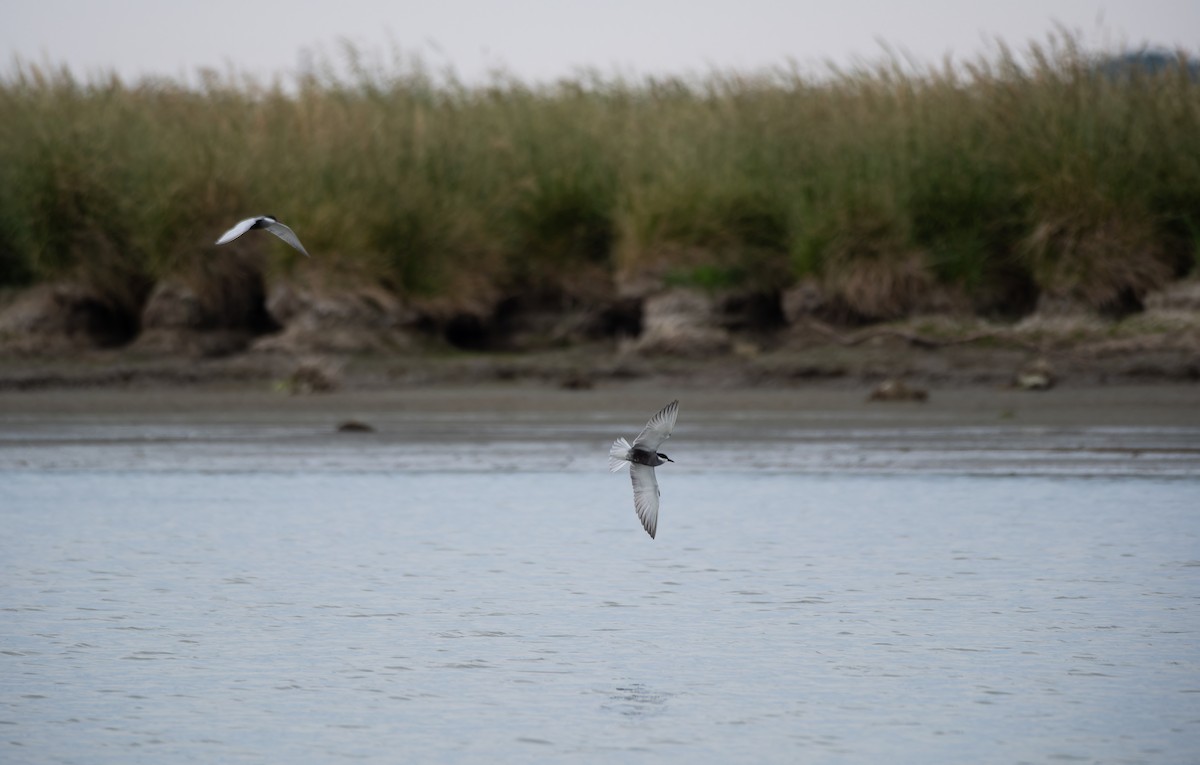 クロハラアジサシ - ML646156061