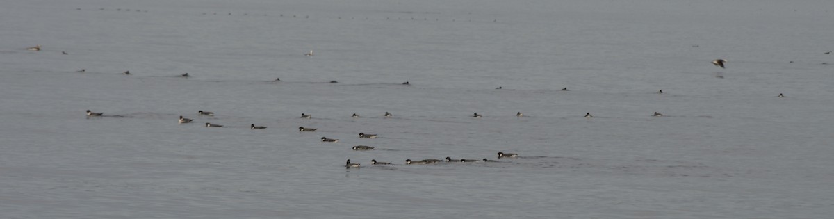 アメリカマダラウミスズメ - ML646156062