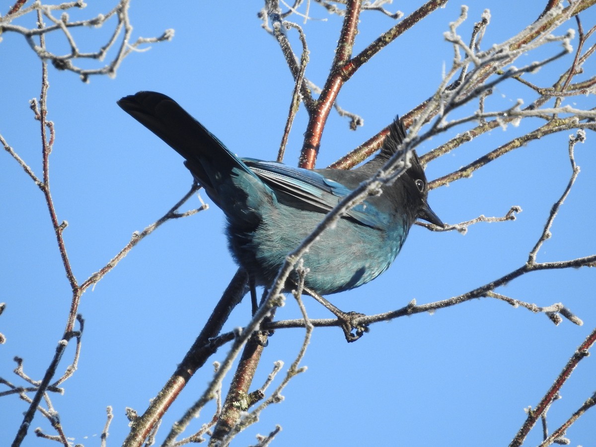 ステラーカケス - ML646156065