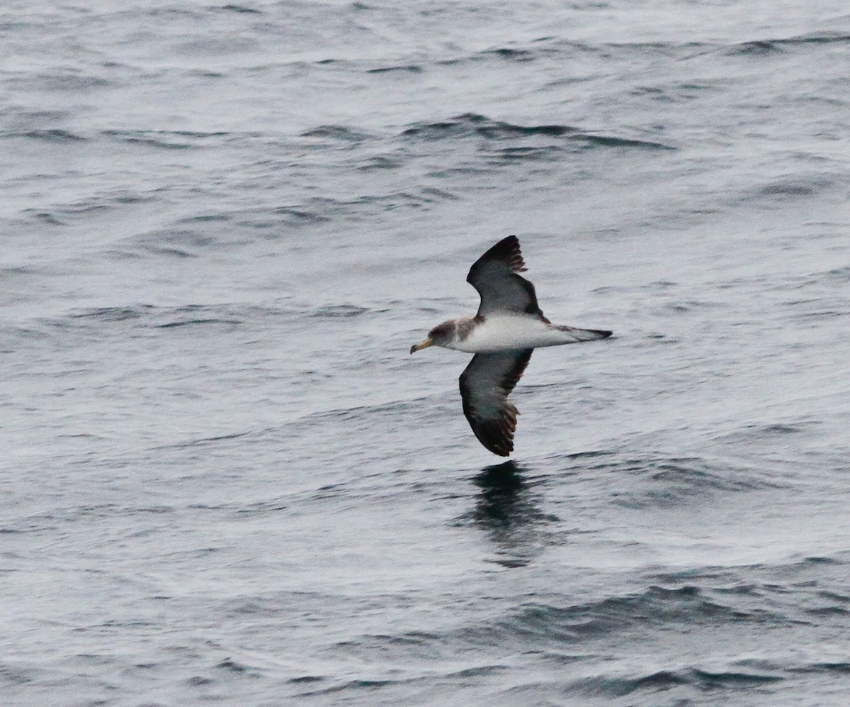 オニミズナギドリ - ML646156066