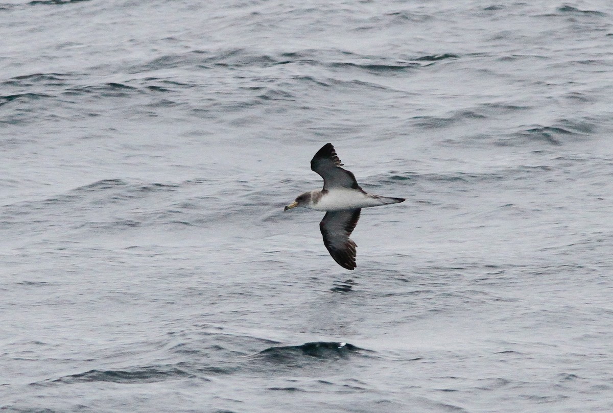 オニミズナギドリ - ML646156067