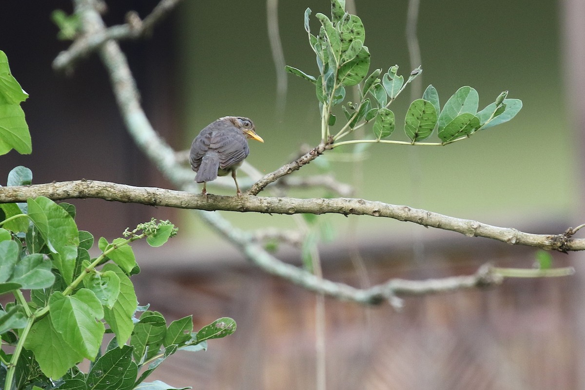 アフリカツグミ - ML646156069