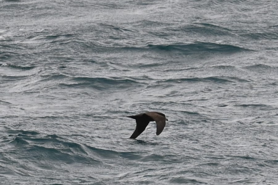 ウエストランドクロミズナギドリ - ML646156070